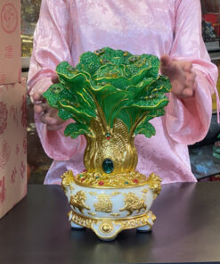 Bắp Cải XL