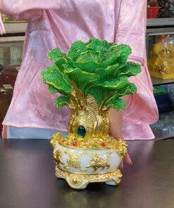 Bắp Cải XL