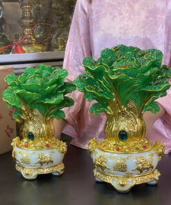 Bắp Cải XL